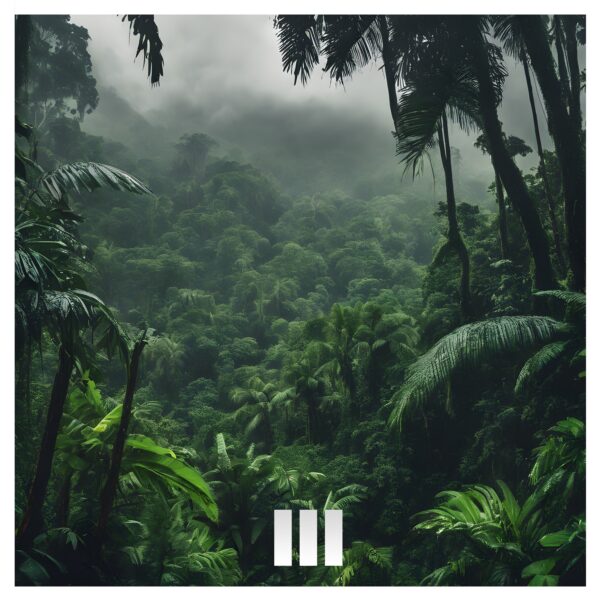 Rainforest Nightscapes