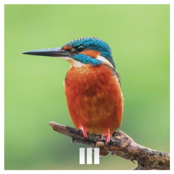 Springtime Birds