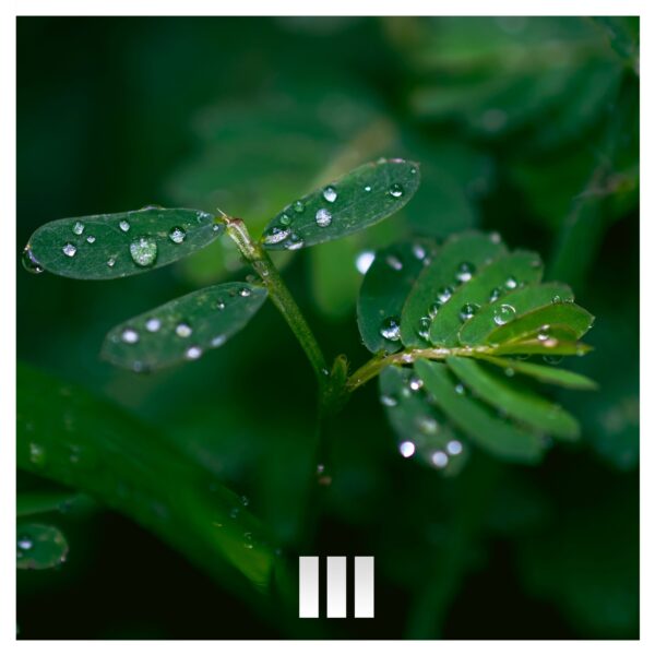 Raindrop Melodies in the Forest